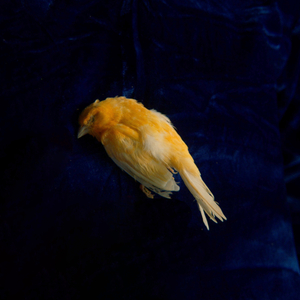 1024免费永久福利视频
